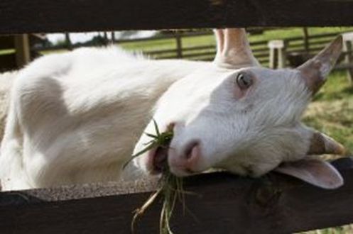 How do you raise goats?